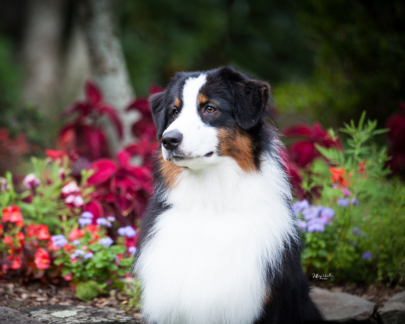 Hightide Kennel • Jackson's Photo Gallery